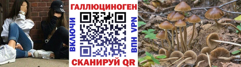 OMG сайт  Певек  Галлюциногенные грибы мицелий 